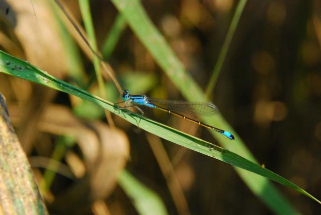 Tnica wytworna