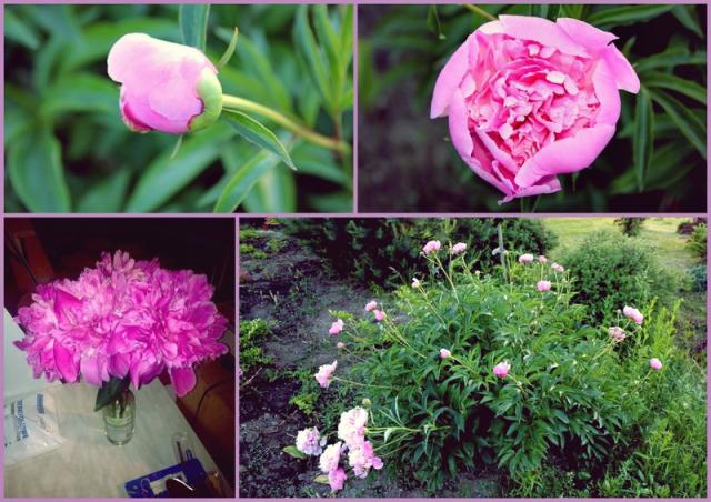 Peony