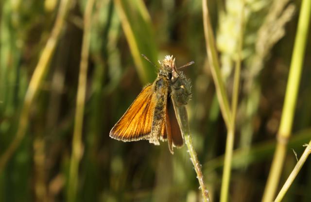 Motyl