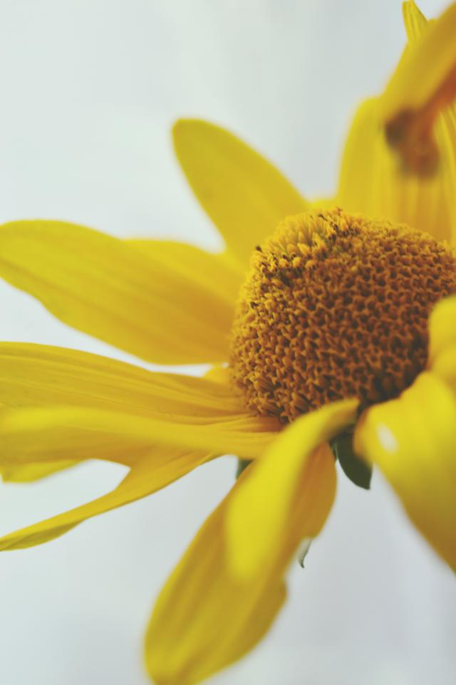 60. Yellow flower 