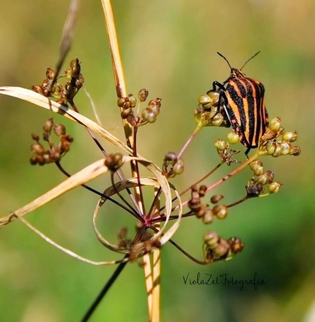 Wpis violazetfotografia