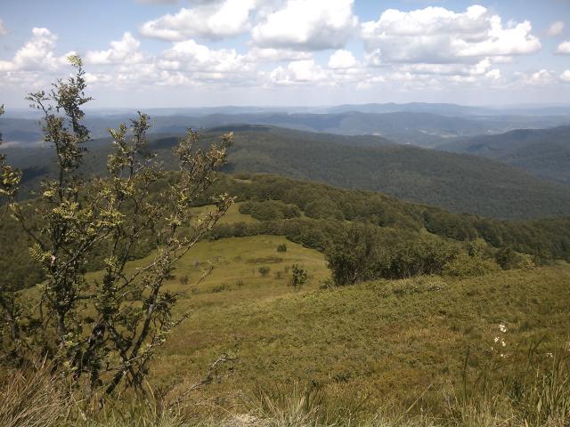Wpis strixaluco
