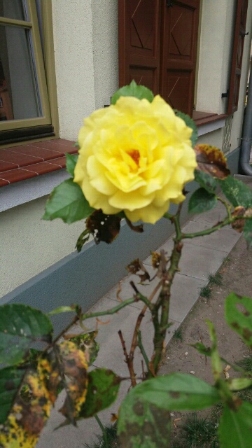 Wpis tulipany