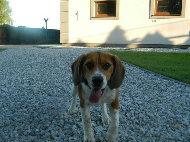 Snickers