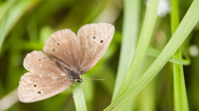 Wpis schmetterling