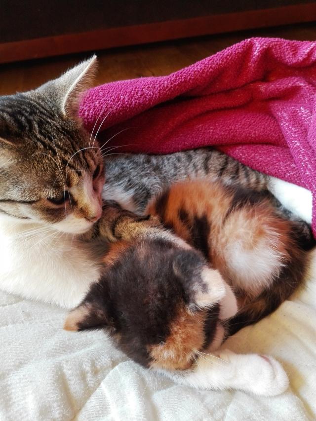 Cats