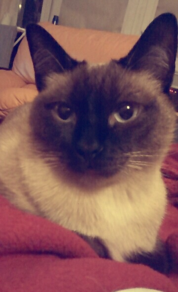 Wpis kotyoda