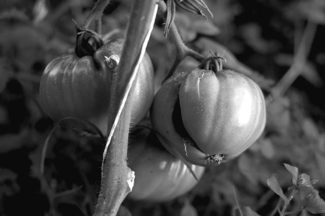 Tomatoes!
