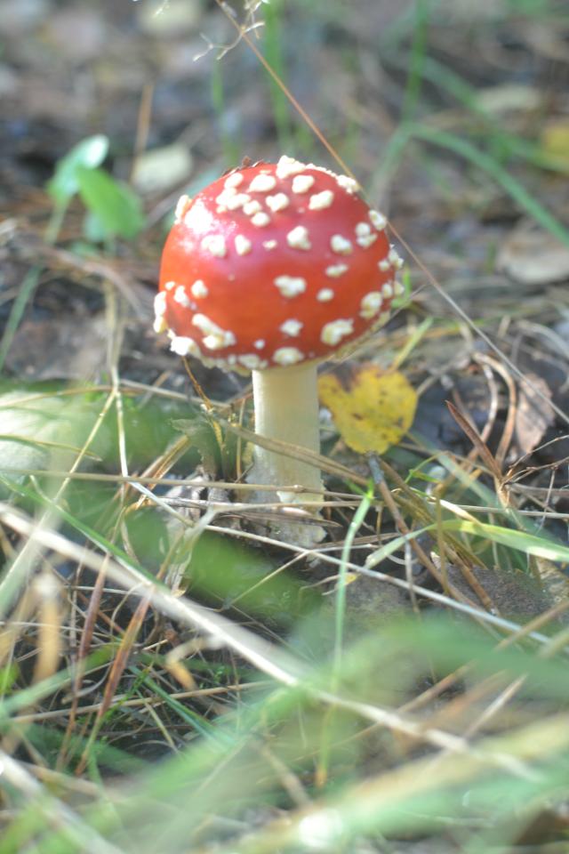 Muchomorek:)
