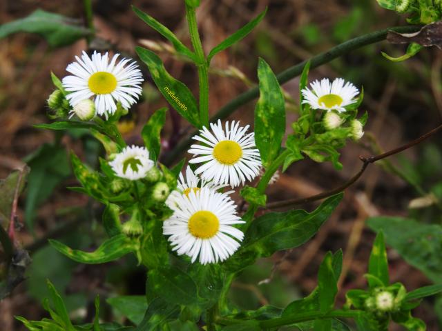 white flowers