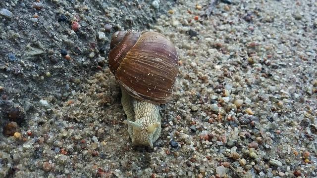 snail