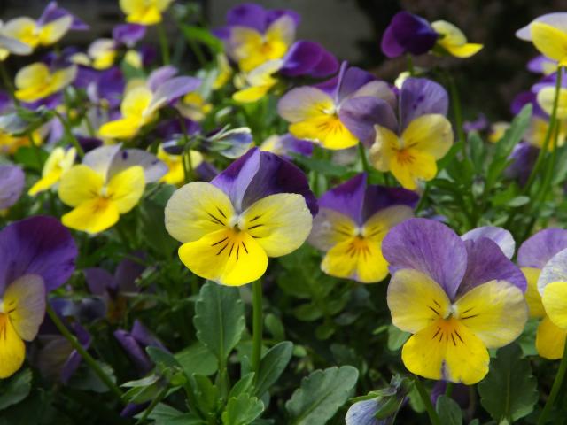 Colorful flowers 