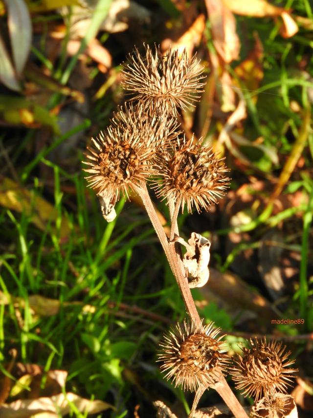 teasel