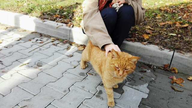 Wpis melerinja