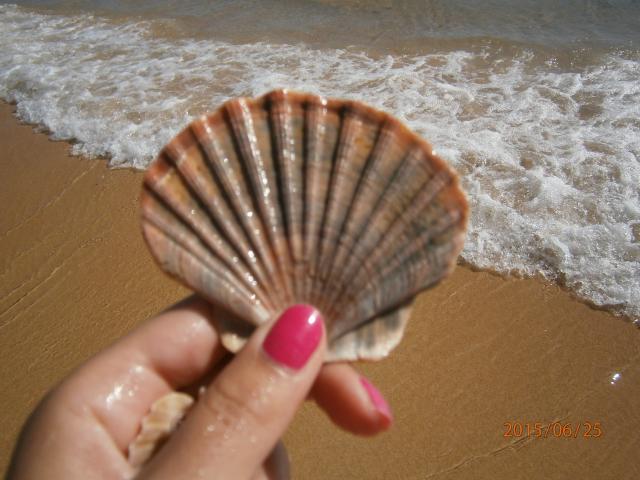 shell