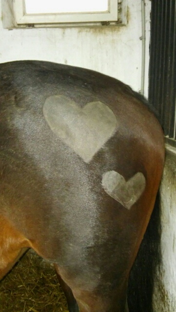Wpis justonhorselive