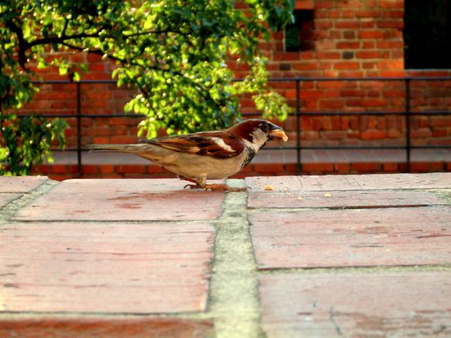 small bird 