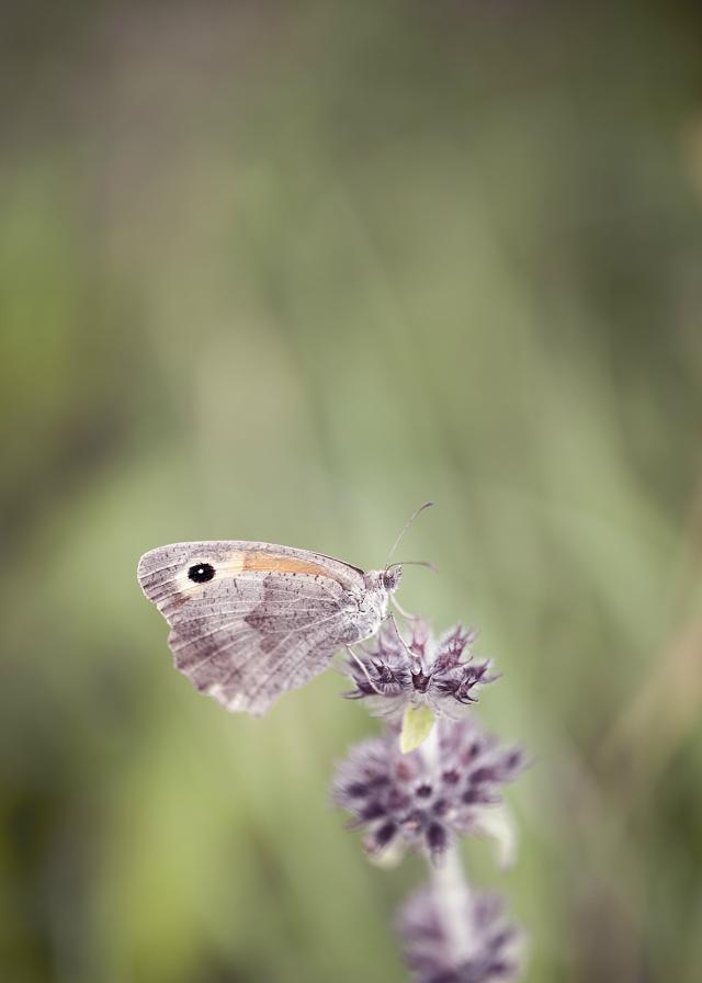 Wpis schmetterling