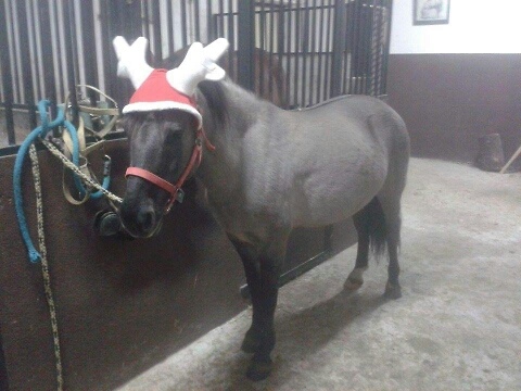 Wpis justonhorselive