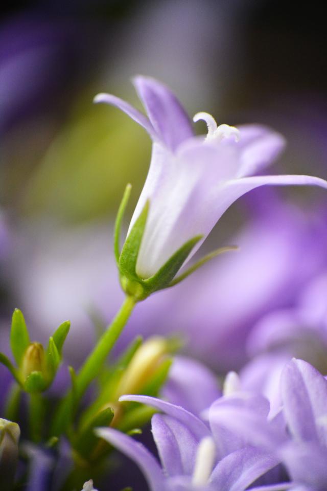 Violet day