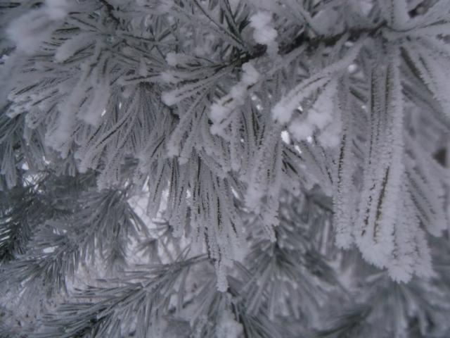 ZIMA