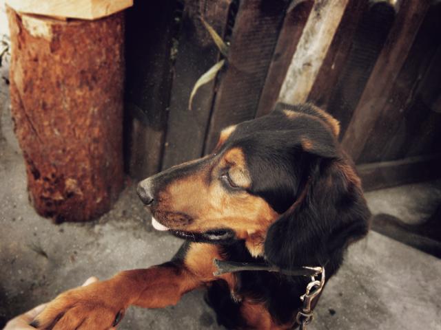 Doggy lov