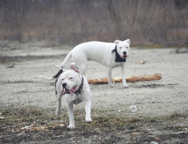 Wpis dogoargentino