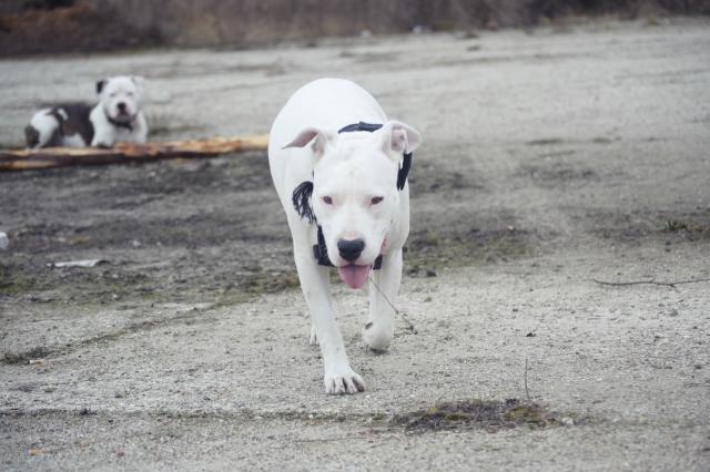 Wpis dogoargentino