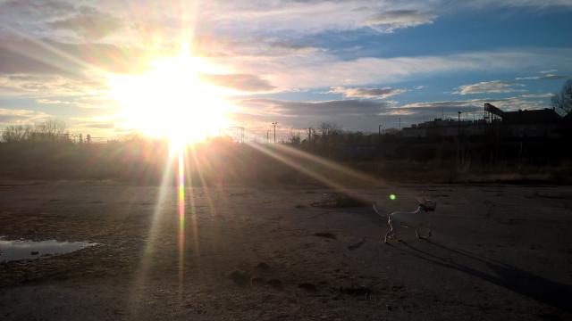 Wpis dogoargentino