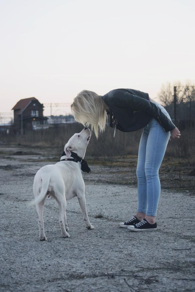 Wpis dogoargentino