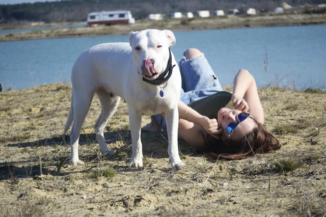 Wpis dogoargentino