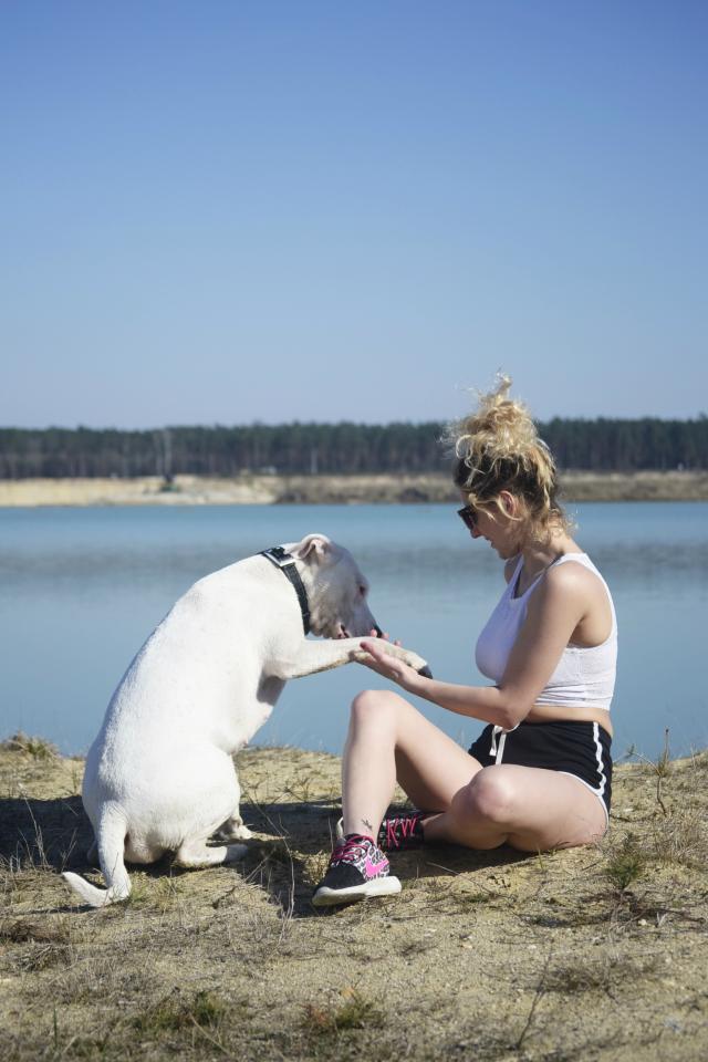 Wpis dogoargentino