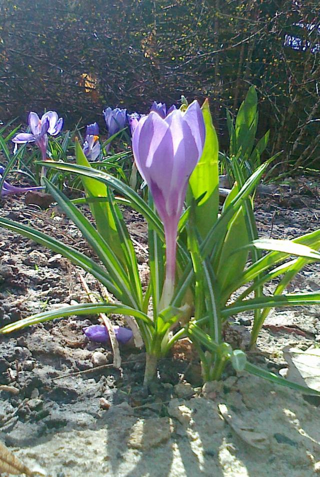 przy Cytadeli