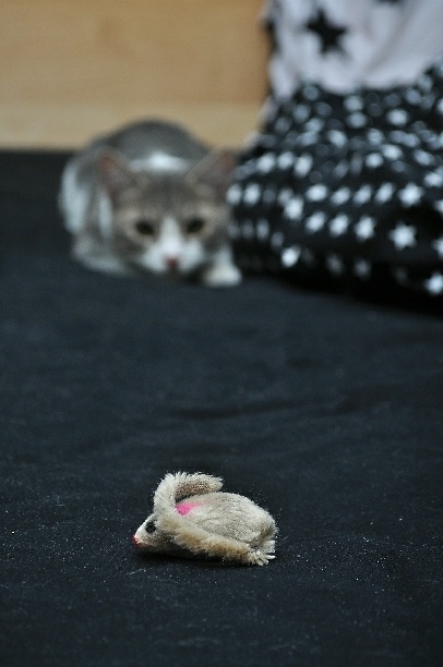 3...2...1... ATAK !