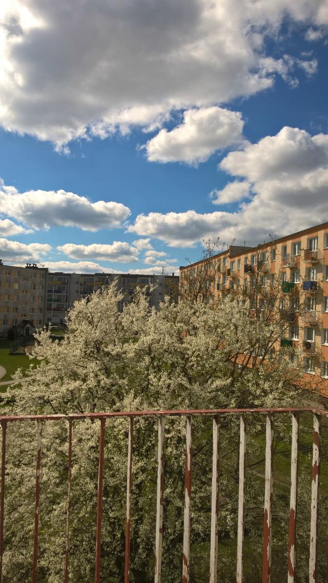 Sunny day