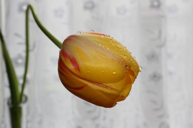 tulipan