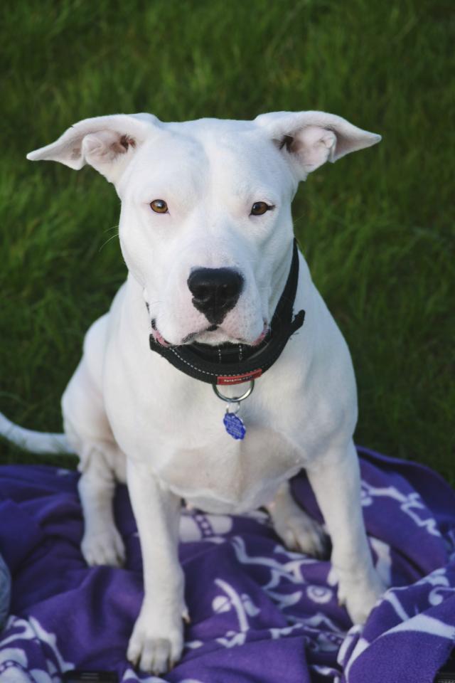 Wpis dogoargentino