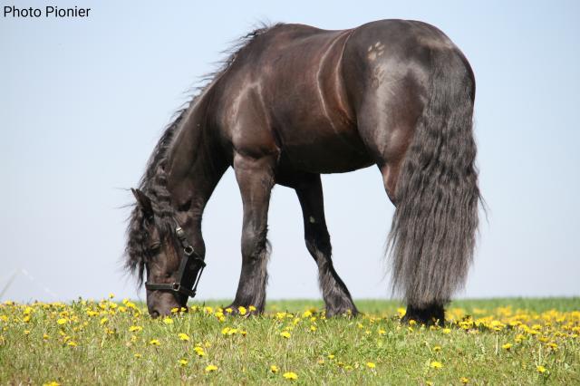 Wpis midnighthorse