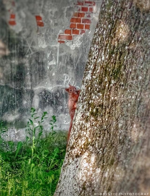 Wpis hobbystycznyfotograf