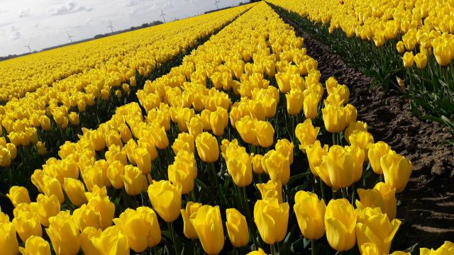 Netherlands 