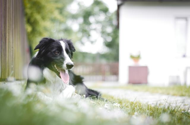 Border Collie - Amor 