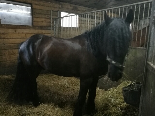 Wpis midnighthorse