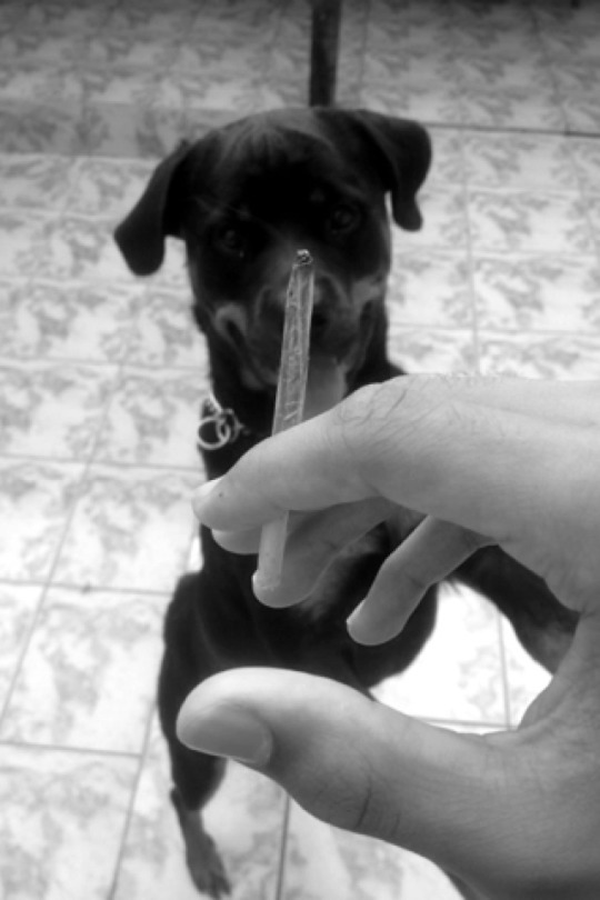 Rottweiler