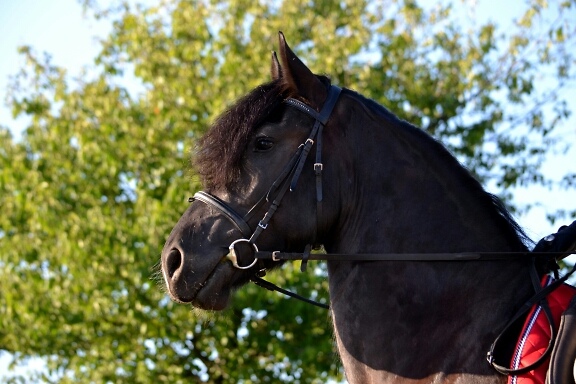 Wpis midnighthorse