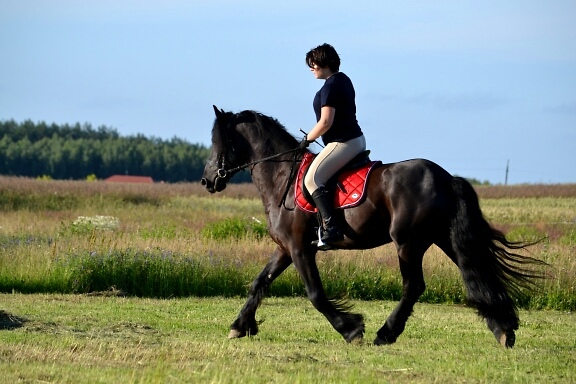 Wpis midnighthorse