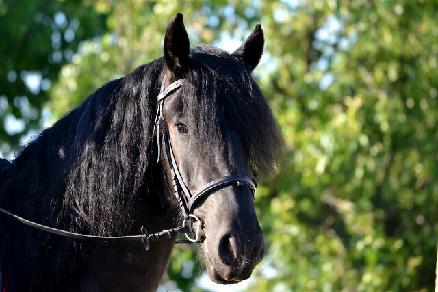 Wpis midnighthorse