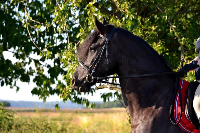 Wpis midnighthorse