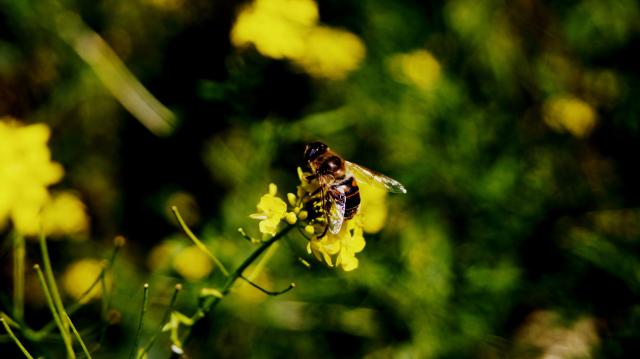 bee