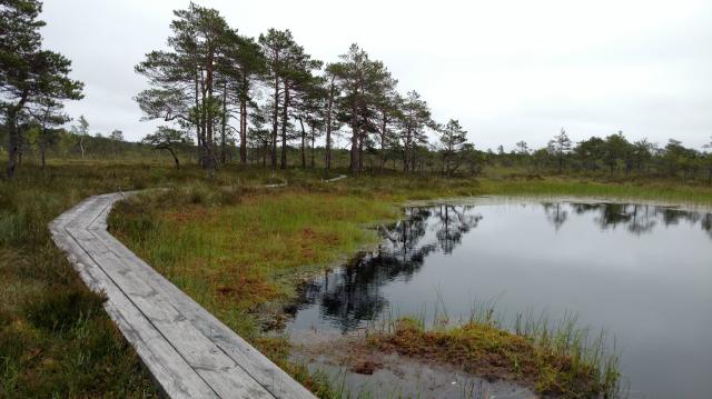 Park Soomaa, Estonia 01.07.2017
