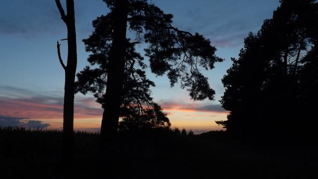 rozdarta sosna 